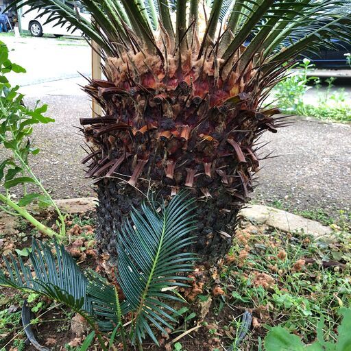 ソテツ 蘇鉄 大株 1本地上から1.2m位 幅1.8m位 観葉植物 常緑樹 魔除け ...