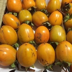11月6日収穫分渋柿小サイズ