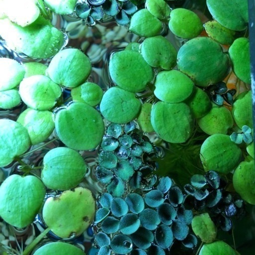 水草 浮草 3種類合わせて10株 おまけします Perin 札幌のその他の中古あげます 譲ります ジモティーで不用品の処分