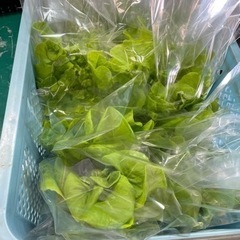 【ネット決済・配送可】神戸市の農家直売レタス🥬です😊💕