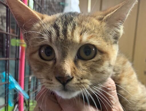 お話し中 猫初心者の方に特におススメ 3カ月半の女の子 茶トラむぎ三毛mix ふわふわの毛並み とても人懐こく性格穏やかです たらこ 印西の猫 の里親募集 ジモティー お話し中 猫初心者の方に特におススメ 3カ月半の女の子 茶トラむぎ三毛mix ふわふわの毛並み とても人懐こく性格穏やかです たらこ 印西の猫 の里親募集 ジモティー