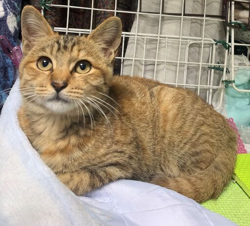 お話し中 猫初心者の方に特におススメ 3カ月半の女の子 茶トラむぎ三毛mix ふわふわの毛並み とても人懐こく性格穏やかです たらこ 印西の猫 の里親募集 ジモティー お話し中 猫初心者の方に特におススメ 3カ月半の女の子 茶トラむぎ三毛mix ふわふわの毛並み とても人懐こく性格穏やかです たらこ 印西の猫 の里親募集 ジモティー