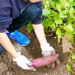 🍠芋掘り体験しませんか〜⁉️   〜サツマイモ「紅はるか」💖