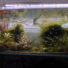 ADA90センチ水槽セット