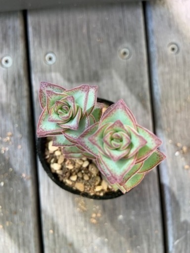 多肉植物 星の王子 1鉢100円 波平 八幡宿のその他の中古あげます 譲ります ジモティーで不用品の処分