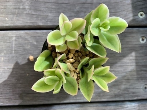 多肉植物 ベビーサンローズ 1鉢100円 波平 八幡宿のその他の中古あげます 譲ります ジモティーで不用品の処分
