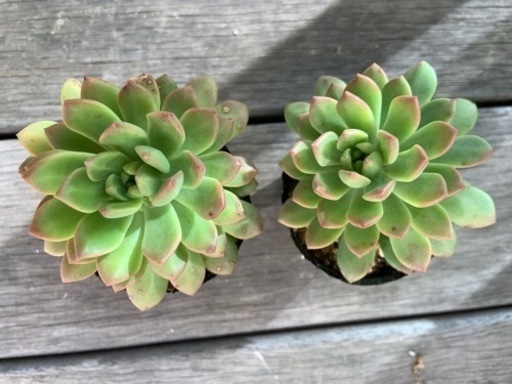 多肉植物 マッコス 1鉢100円 波平 八幡宿のその他の中古あげます 譲ります ジモティーで不用品の処分