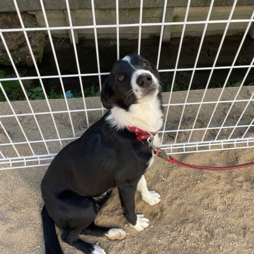 ミックス犬 里親候補様きまりました あやな 佐賀のその他の里親募集 ジモティー ミックス犬 里親候補様きまりました あやな 佐賀のその他の里親募集 ジモティー