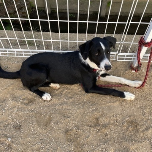 ミックス犬 里親候補様きまりました あやな 佐賀のその他の里親募集 ジモティー ミックス犬 里親候補様きまりました あやな 佐賀のその他の里親募集 ジモティー