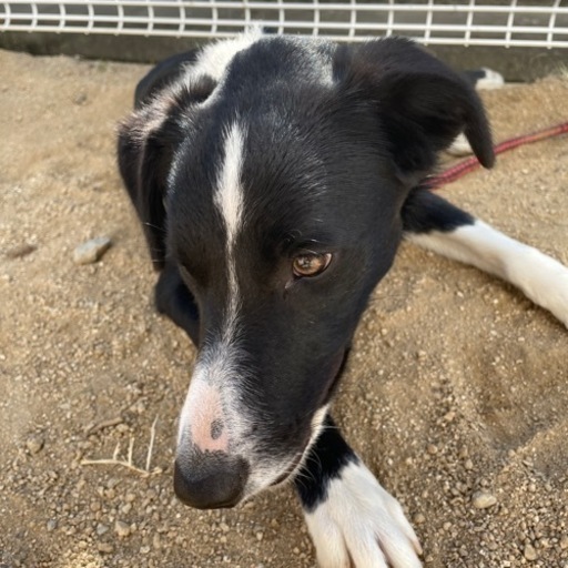ミックス犬 里親候補様きまりました あやな 佐賀のその他の里親募集 ジモティー ミックス犬 里親候補様きまりました あやな 佐賀のその他の里親募集 ジモティー
