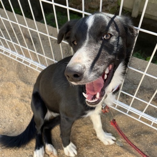ミックス犬 里親候補様きまりました あやな 佐賀のその他の里親募集 ジモティー ミックス犬 里親候補様きまりました あやな 佐賀のその他の里親募集 ジモティー