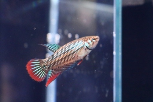 ワイルドハイブリッドベタ インベリス稚魚 くろろ 新白岡のその他の中古あげます 譲ります ジモティーで不用品の処分 ワイルドハイブリッドベタ インベリス稚魚 くろろ 新白岡のその他の中古あげます 譲ります ジモティーで不用品の処分