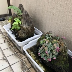 苔石/苔リウム/繁殖/園芸/趣味/ガーデニング