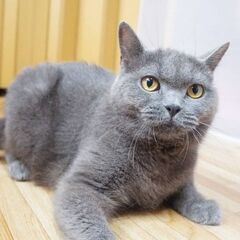 ブリティッシュショートヘア５歳 - 猫