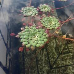 【ネット決済】綺麗な花が咲く水草です。