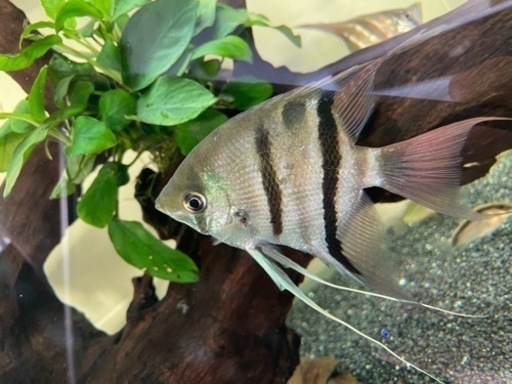 熱帯魚、エンゼルフィッシュ6匹