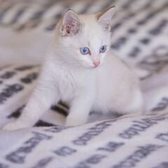 2ヶ月ブルーアイが可愛い男の子 - 猫