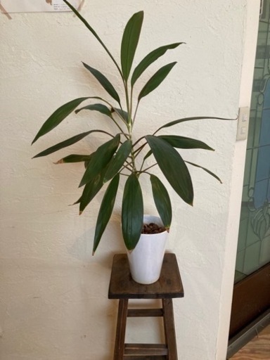 観葉植物ドラセナ み 元町の家庭用品 ガーデニング の中古あげます 譲ります ジモティーで不用品の処分