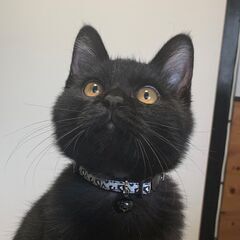 甘え上手な黒子猫の画像