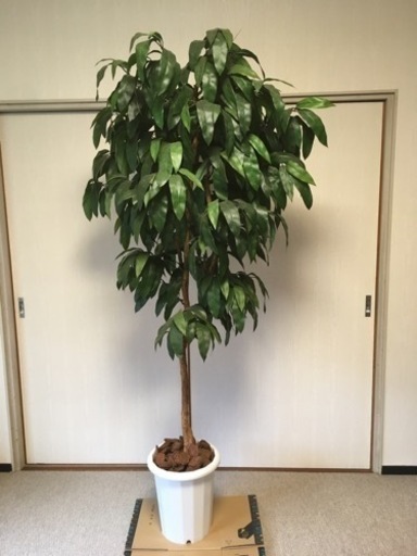人工観葉植物造花フェイク植木鉢 あきりー 柏の葉キャンパスの家具の中古あげます 譲ります ジモティーで不用品の処分 人工観葉植物造花フェイク植木鉢 あきりー 柏の葉キャンパスの家具の中古あげます 譲ります ジモティーで不用品の処分