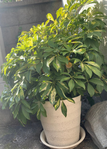 観葉植物　カポック