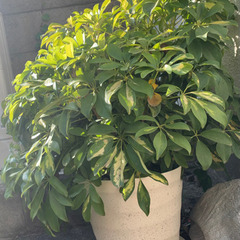 観葉植物 カポック - その他 