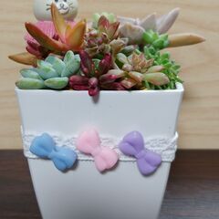 愛媛県の中古多肉植物が無料 格安で買える ジモティー 愛媛県の中古多肉植物が無料 格安で買える ジモティー