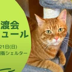 11月  猫の譲渡会開催、防府市