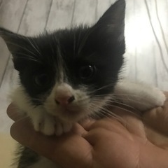 生後1ヶ月ほどの子猫ちゃんたち