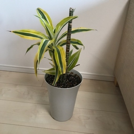 観葉植物ドラセナレモンライム だんしゃり 方南町のその他の中古あげます 譲ります ジモティーで不用品の処分