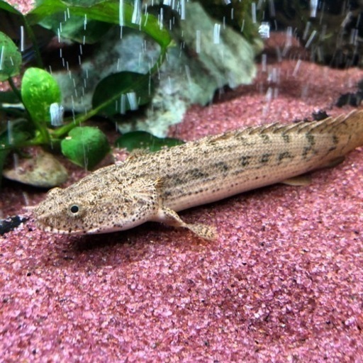 ポリプテルス　アンソルギー