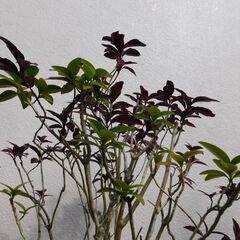 観葉植物プセウドランテムムー１