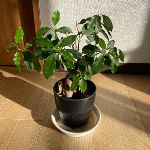 購入者決定しました ガジュマルの木 エスママ 春日井の家電の中古あげます 譲ります ジモティーで不用品の処分