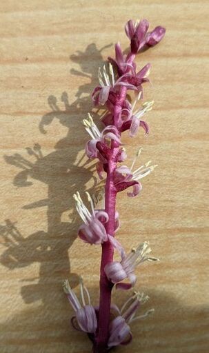 12 19まで 50円 縁起花 D 吉祥草 ｷﾁｼﾞｮｳｿｳ わっしょい 星ヶ丘のその他の中古あげます 譲ります ジモティーで不用品の処分