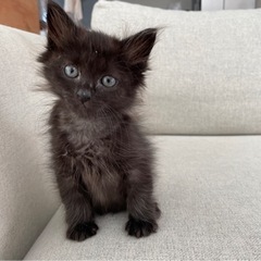 黒猫の子猫　生後2〜3ヶ月程
