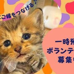 防府市近郊限定、可愛い子猫の一時預かりボランティアさん募集