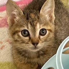 トライアル決定❗️一時募集中止‼️２ヶ月半の兄妹子猫❤️ - 猫