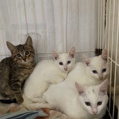 ３ヶ月半の4兄妹❤️穏やかな子猫💕