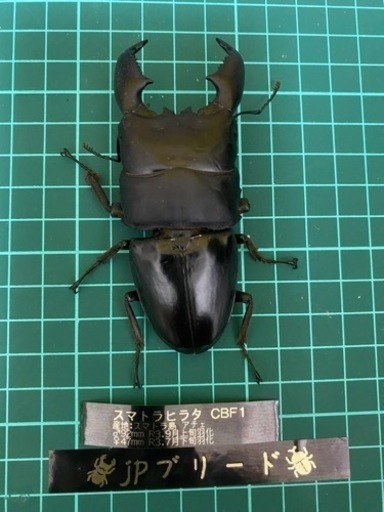スマトラヒラタ　92mm成虫ペア　【クワガタ、カブトムシ】　売れました‼︎