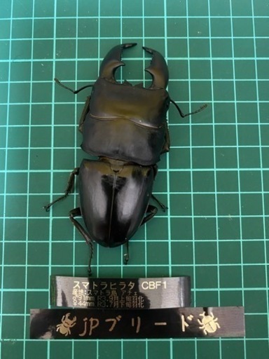 スマトラヒラタ　91mm成虫ペア　【クワガタ、カブトムシ】