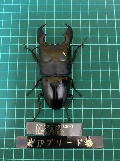 スマトラヒラタ　91mm成虫ペアNO2 【クワガタ、カブトムシ】