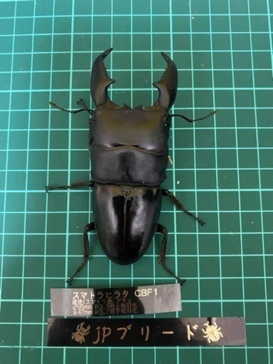 売れました‼︎スマトラヒラタ　95mm成虫ペア　【クワガタ、カブトムシ】