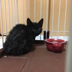 【里親募集】3ヶ月くらいの黒猫ちゃん！