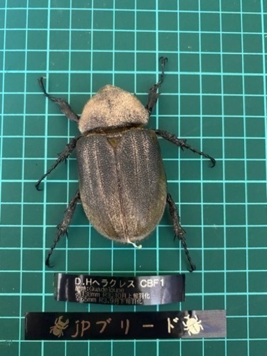 ヘラクレス 138mm成虫ペア 【クワガタ、カブトムシ】