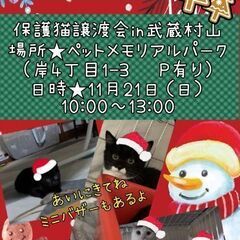 ★保護猫譲渡会in武蔵村山★ペットメモリアルパーク★