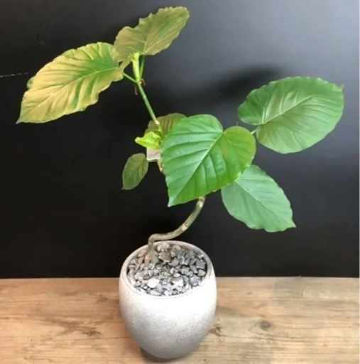 観葉植物ウンベラータ話中 ミント 井尻のその他の中古あげます 譲ります ジモティーで不用品の処分