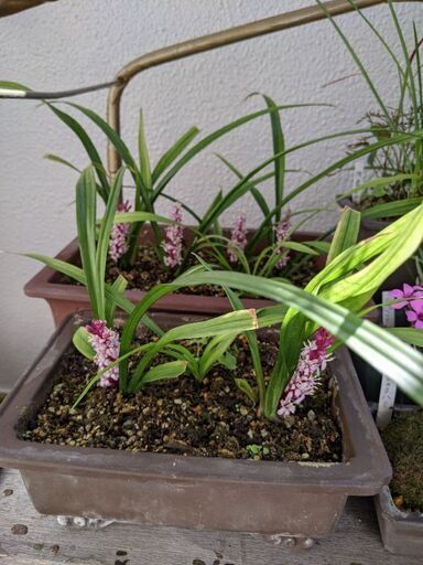 12 19まで 50円 縁起花 D 吉祥草 ｷﾁｼﾞｮｳｿｳ わっしょい 星ヶ丘のその他の中古あげます 譲ります ジモティーで不用品の処分