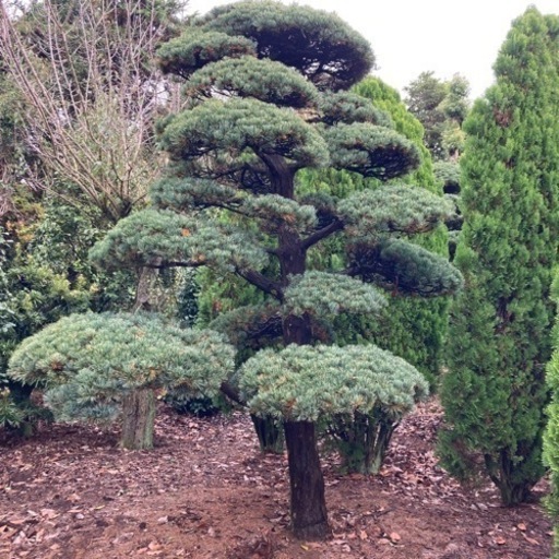 ゴヨウマツ 五葉松 庭木 植木 盆栽 庭園 | vaisand.com