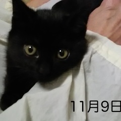 甘えんぼになってきた、キラキラ まんまる目の黒猫くんです。譲渡し...