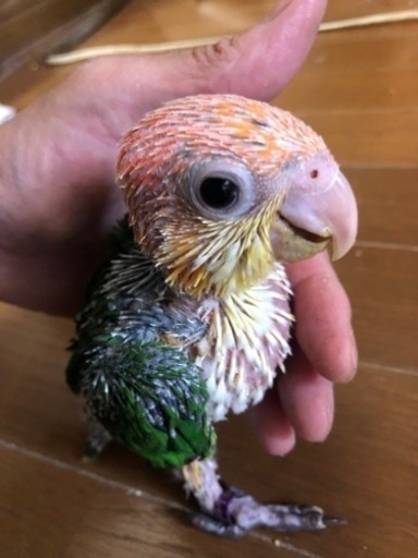 手乗り文鳥 インコの雛 小動物の販売 カズリン 塚本のペットショップの無料広告 無料掲載の掲示板 ジモティー